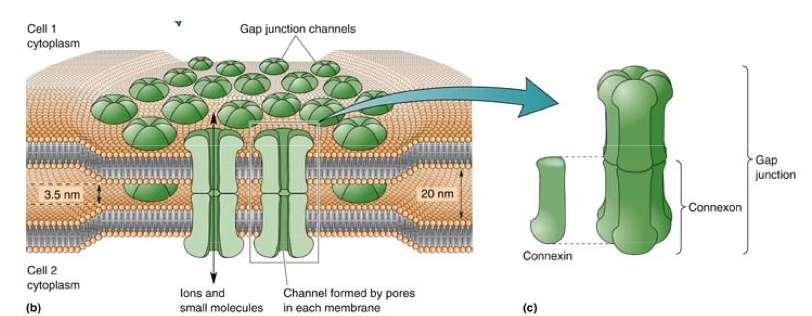 Ηλεκτρική Σύναψη ο άμεσος τρόπος επικοινωνίας των κυττάρων του ΚΝΣ Το μοριακό υπόστρωμα της Ηλεκτρικής Σύναψης είναι το κοννεξόνιο, που προέρχεται απο τον ολιγομερισμός 6 κοννεξινών (χρόνος ημιζωής