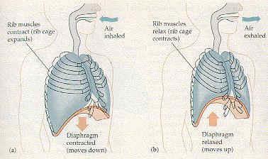 ΜΥΕΣ ΤΗΣ ΑΝΑΠΝΟΗΣ ΕΙΣΠΝΕΥΣΤΙΚΟΙ ΔΙΑΦΡΑΓΜΑ: κυριότερος μυς της αναπνοής θολωτός, 250 cm 2, φρενικό νεύρο(α 3,Α 4,Α 5 ) δράση: μετατοπίζεται προς την κοιλία και την ωθεί προς τα κάτω και έξω αύξηση της
