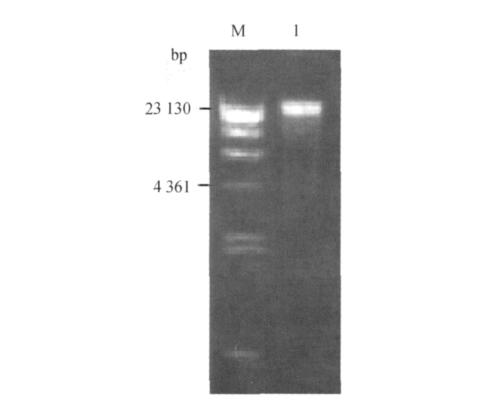 442 31 10% 2 ~ 3 min 3 PCR 0 20 2 2 2 1 DNA DNA OD 260 /OD 280 1 8 ~ 2 0 1 DNA AFLP DNA 1 DNA Fig 1 Genomic DNA of Penaeus