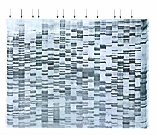 AFLP pattern of Litopenaeus vannamei DNA 300 ng NEB Buffer 3 2 mm 3 100 BSA 0 2 mm 3 PstI 10 U /mm 3 0 5 mm 3 MseI 10 U /mm 3 0 5 mm 3 20 mm 3 DNA 20 mm 3 PstI adaptor 5 μmol /dm 3 1 mm 3 MseI