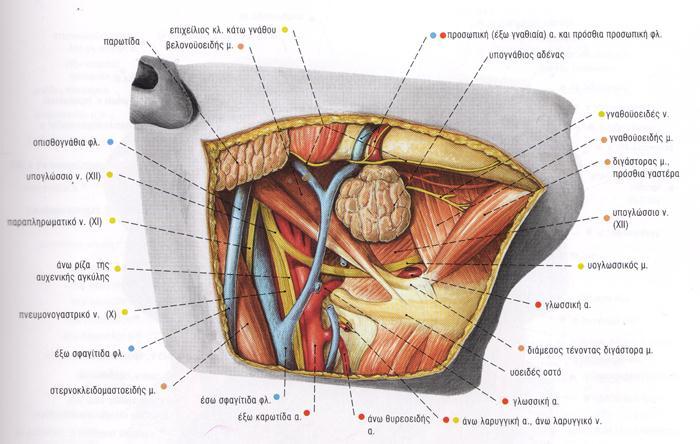 εντοπίζονται προς τα έξω και άνω του υπογναθίου σιελογόνου αδένα, υπό το επιπολής πέταλο της εν τω βάθει τραχηλικής περιτονίας.