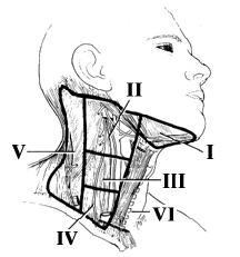 σε αυτές τις περιοχές, ακόμα και αν δεν υπάρχουν ψηλαφητά λεμφογάγγλια έχει τη θέση του ο εκλεκτικός χειρουργικός τραχηλικός καθαρισμός κατά την εκτομή του πρωτοπαθούς όγκου.