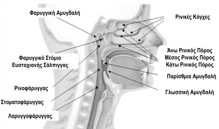 διαφράγματα συνδετικού ιστού, που χωρίζουν τα