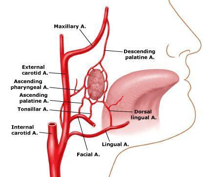 Παρίσθμια αμυγδαλή o Αρτηρίες: αμυγδαλική αρτηρία (έξω γναθιαία- έξω καρωτίδα) διατρυπά τον άνω σφιγκτήρα του φάρυγγα και συνοδεύεται από 2 δορυφόρες φλέβες.