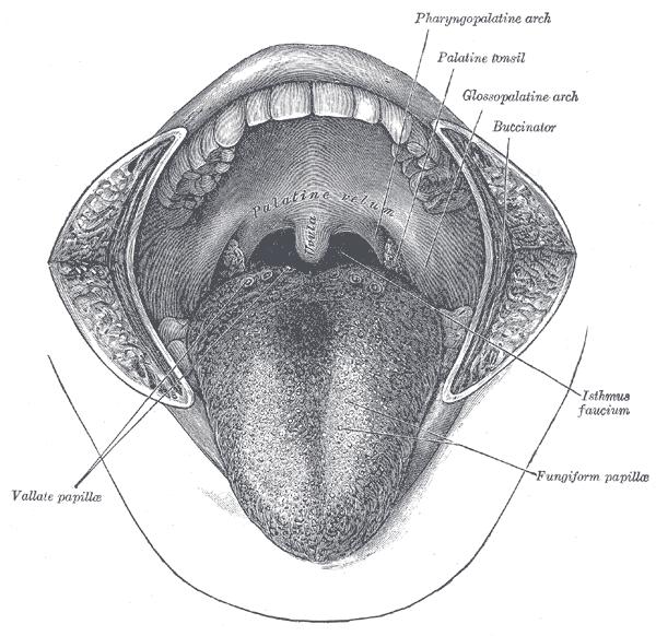 6 τοιχώματα Πρόσω και πλάγια από τα δόντια και τα ούλα Προς τα κάτω από το έδαφος του στόματος που καταλαμβάνεται