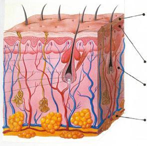 Το υποδόριο Το υποδόριο αποτελείται κυρίως από λιποκύτταρα και υπολογίζεται ότι το βάρος του είναι το 10% του συνολικού βάρους σώματος