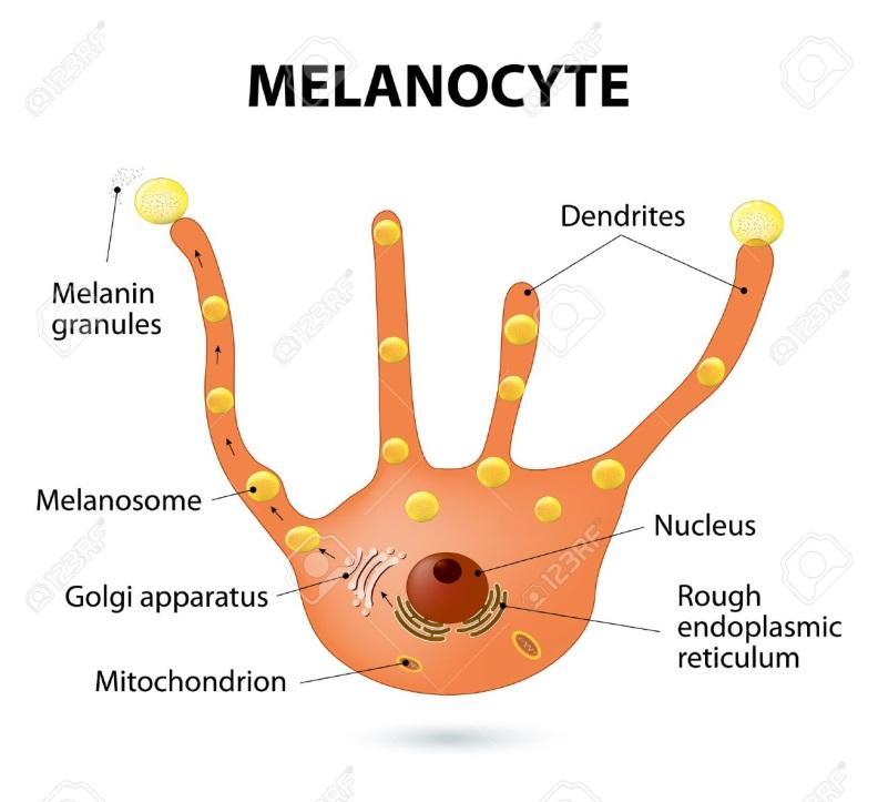Το μελανοκύτταρο Το μελανοκύτταρο, νευρικής προέλευσης, παράγει μελανίνη και είναι υπεύθυνο για