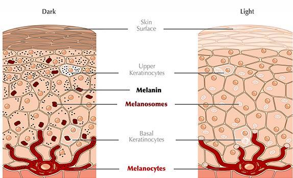 μελανοσωμάτια Οι άνθρωποι διαφορετικού χρώματος δεν διαφέρουν στον αριθμό των μελανοκυττάρων