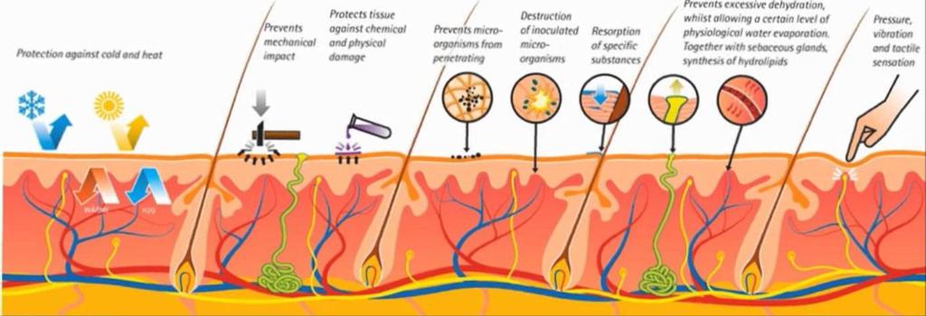 Το δέρμα ως προστατευτικό όργανο Προστατεύει από τη ζέστη και το κρύο Προστατεύει από μηχανικό τραύμα την ηλιακή ακτινοβολία.
