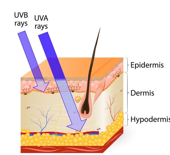 Προστασία από την υπεριώδη ακτινοβολία Η υπεριώδης ακτινοβολία απορροφάται από το δέρμα αλλά η επίπτωση της