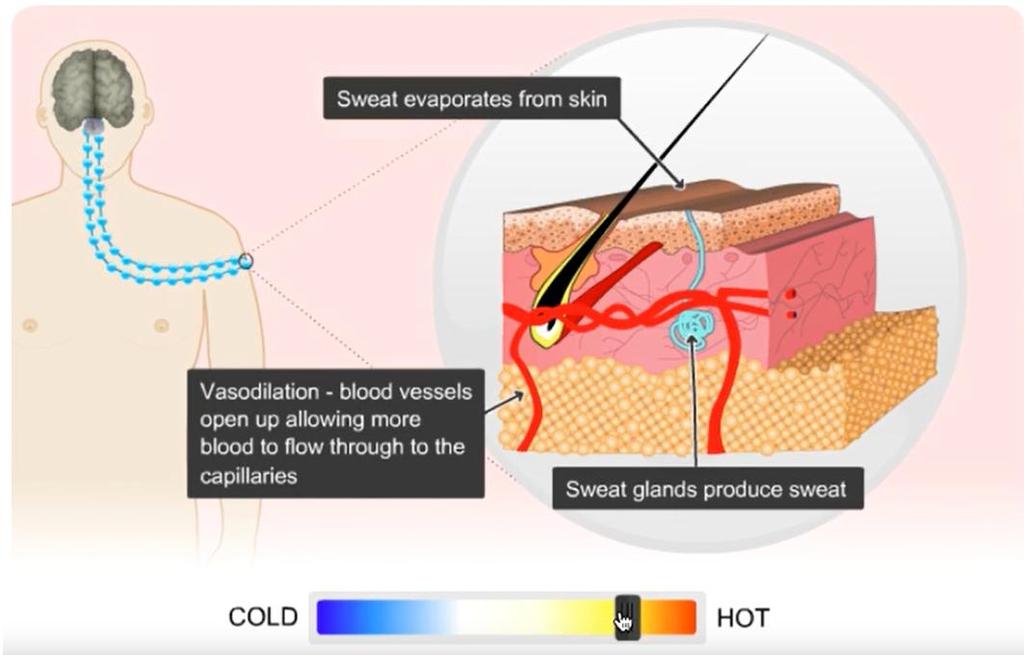 Ο ιδρώτας εξατμίζεται από το δέρμα Αγγειοδιαστολή: H διάμετρος των αγγείων αυξάνεται