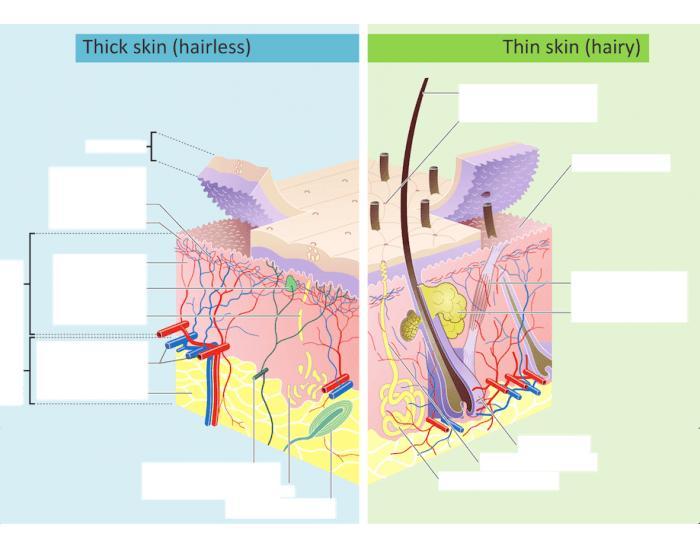 Βασική ανατομία δέρματος Άτριχο δέρμα Έντριχο δέρμα Τρίχα Στόμιο ιδρωτοποιού αδένα Επιδερμίδα Επιπολής αγγειακό πλέγμα Θηλώδες Χόριο Θηλώδες Χόριο Χόριο Υποδόριος ιστός Δικτυωτό Χόριο Σωμάτιο