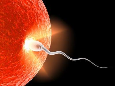 Γονιμοποίηση και εμφύτευση Μετά την ωοθυλακιορρηξία, το ωάριο μπορεί να γονιμοποιηθεί εντός 12-24 ωρών. Μετά την εκσπερμάτιση, το σπέρμα μπορεί να γονιμοποιήσει εντός 48 ωρών.