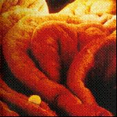Η γονιμοποίηση λαμβάνει χώρα στο κωδωνικό άκρο του ωαγωγού.