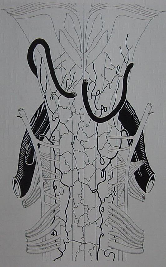 LATERAL SPINAL ARTERY PICA