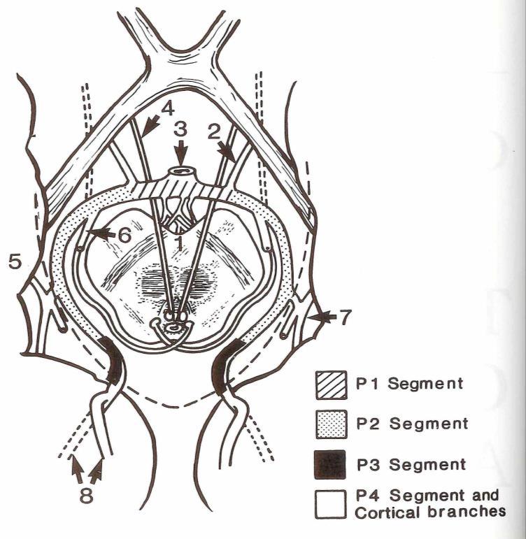 1. P1: BA-PcoA 2. P2: PcoA- posterior midbrain 3.