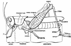 14 Α Εικ. 20. Coleoptera. Διακρίνονται τα έλυτρα (Α). Εικ. 21. Σωματικά τμήματα και μορφή Ορθοπτέρων.