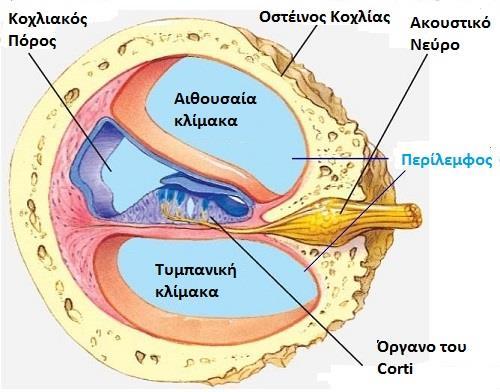 Το έσω ους αποτελεί το τμήμα του ωτός που εμπεριέχει τα υποδεκτικά όργανα της ακοής και της ισορροπίας. Αποτελείται από τον οστέινο λαβύρινθο, που εμπεριέχει σαν εκμαγείο τον μεμβρανώδη λαβύρινθο.