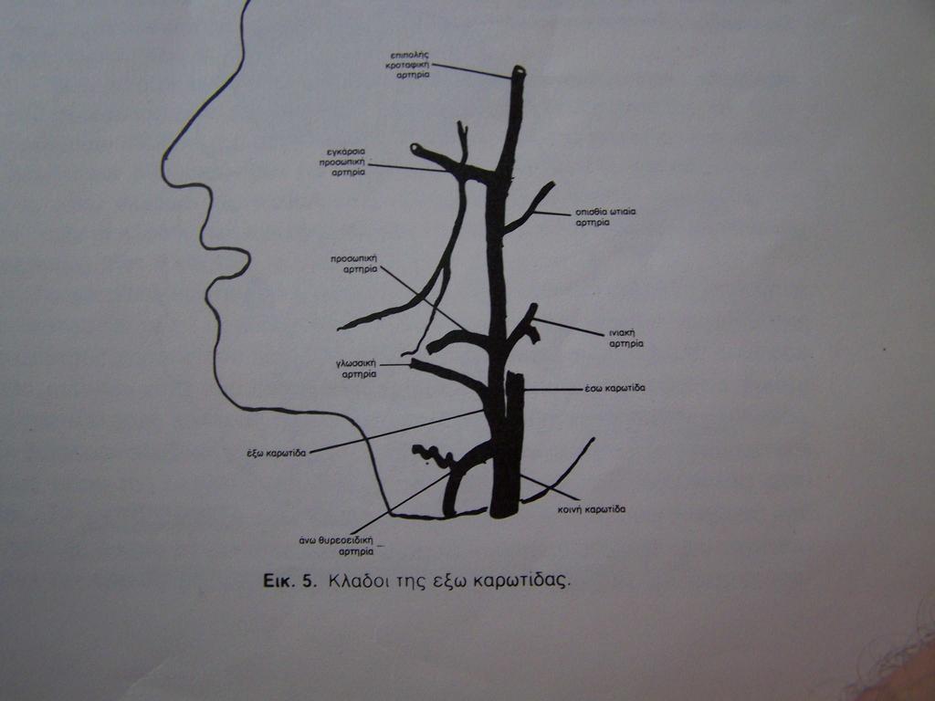 Συνήθως µεταξύ των κλάδων της οφθαλµικής αρτηρίας και των κλάδων της έξω καρωτίδας υπάρχουν εκτεταµένες αναστοµώσεις που χρησιµεύουν σαν παράπλευρο αναστοµωτικό δίκτυο και στις οποίες υπό