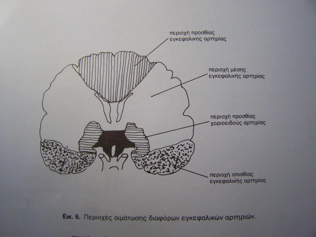 Η πρόσθια εγκεφαλική αρτηρία οδεύει προς τα έσω µέχρι την κεντρική επιµήκη αύλακα και στη συνέχεια προς τα πίσω πάνω από το µεσολόβιο.