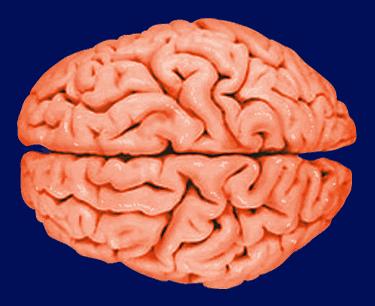 ΕΓΚΕΦΑΛΟΣ 1. Ανατοµία εγκεφάλου Ο εγκέφαλος χαρακτηρίζεται ως το σπουδαιότερο τµήµα του κεντρικού νευρικού συστήµατος.