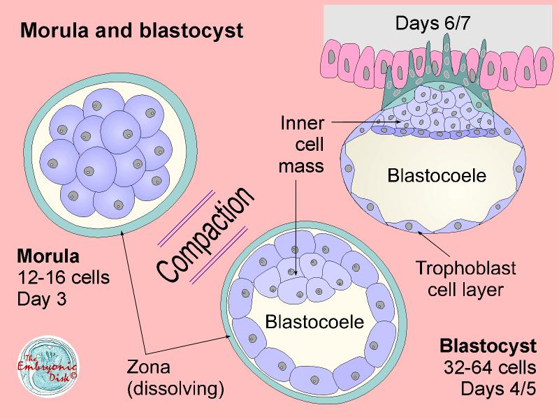 Morula and