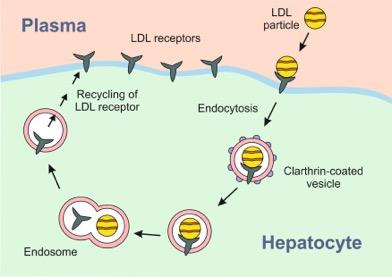 Η PCSK9 ελαττώνει την έκφραση των