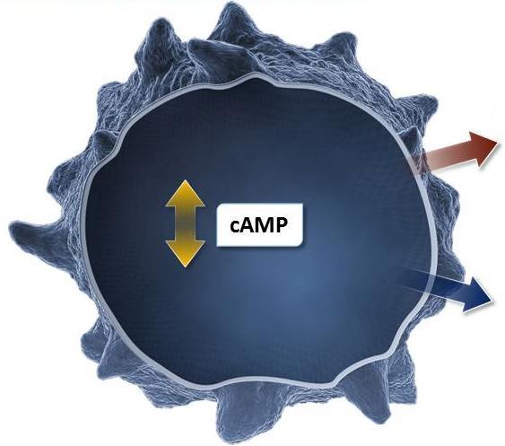Η έκφραση των κυτταροκινών επηρεάζεται και από ενδοκυττάριους παράγοντες, όπως η κυκλική μονοφωσφορική αδενοσίνη (camp) Το camp δρα ως ενδοκυτταρικός διαβιβαστής στέλνοντας σήματα ως απάντηση σε