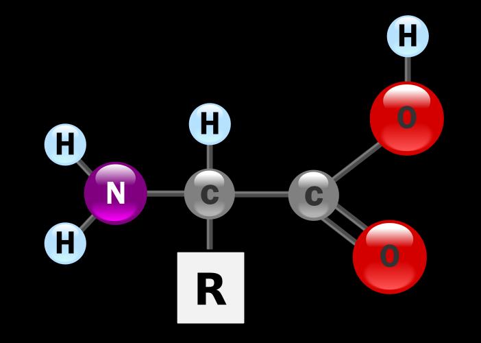 α-αμινοξύ (alpha-amino acid): αμινομάδα στο 1 ο άτομο C μετά την