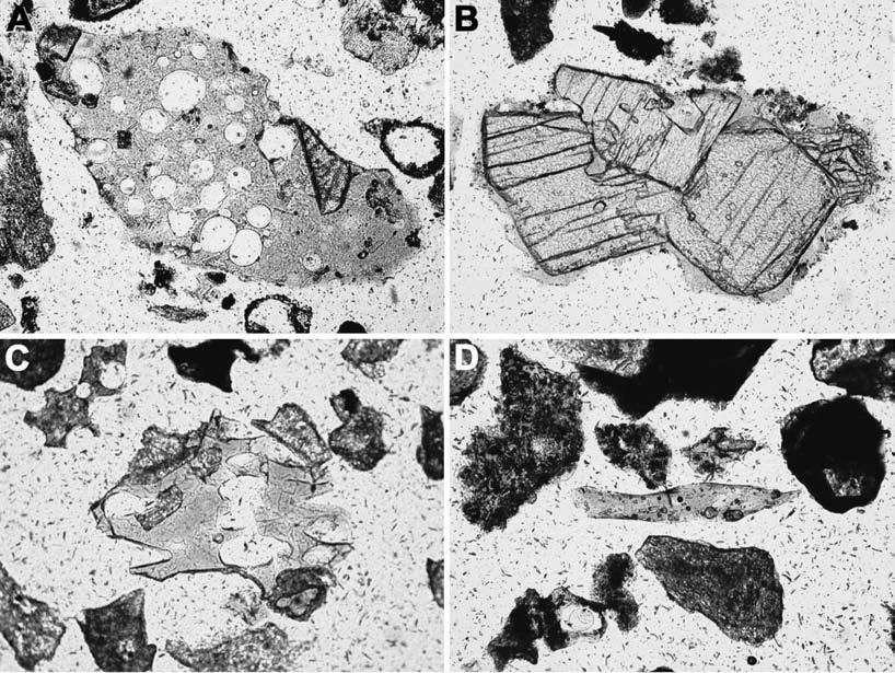 ,**- 1 +*,**. + +. 237 Fig. 3. Polarizing microscope photographs of glass shards included in the July +*,,**- (A, B) and the January +.,,**. (C, D) ash-fall deposits.