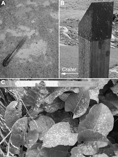 ,**- 1 +*,**. + +. 231 Fig... Relation between area (km, ) and weight (g/m, )ofthe+* July,**- and the +. January,**. ash-fall deposits from the Nakadake crater. Fig. -.