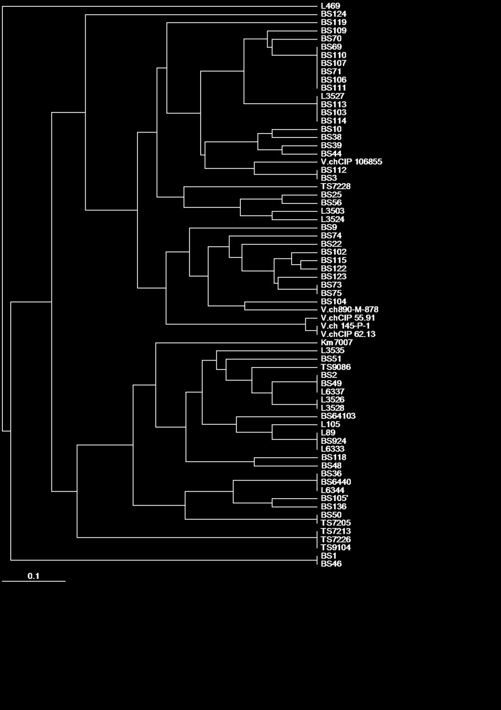 sur.11. UPGMA (Nei-Li dasorebuli analizi) filogenezuri xe V.