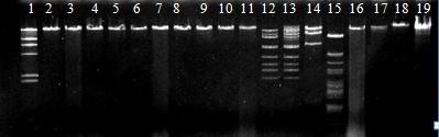 genetikuri maxasiateblis mixedvit fagebis dajgufebistvis avaget filogenezuri xe (sur.44). sur.41.