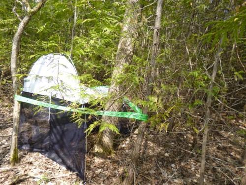 SIBBALD POINT PROVINCIAL PARK One Malaise trap was deployed at Sibbald Point Provincial Park in 2014 (44.32982, -79.32737, 233m ASL; Figure 1).