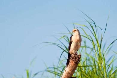 Lesser Yellow-Heade Vulture Greater Yellow-Headed Vulture Black Vulture Swallow Tailed Kite Gray Headed Kite Snail Kite Plumbeous Kite Great Black Hawk