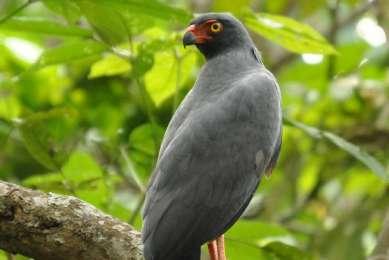 Gallinazo Halcón Aguila Solitaria Gavilan Teretaño Aguila Pescadora Mama Vieja Gavillan Pollero Shira Shiwango Tatatao Huancahui Tanrilla Gusanero Tuki