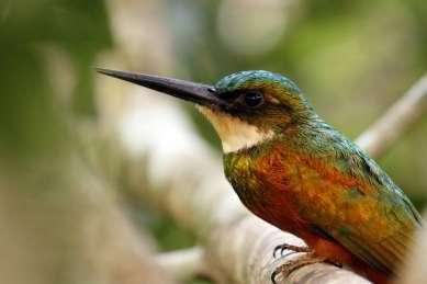 Bluish-Fronted Jacamar Lettered Aracari Greater Kiskadee Pygmy Kingfisher Green & Rufuos Kingfisher White-Eared Jacamar Bluish-Fronted Jacamar Bluish-Fronted Nunbird Scarlet-Crowned Barbet Lettered