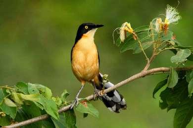 Cardinal Grayish Saltador Plum-Throated Cotinga Silver-Beaked Tanager Catalan Enano Catalan Rojiso Jacamar Castaño Jacamar Verdi-Azul Tiwacuro Pájaro Brujo Pinsha Tabaquero Pinsha Tabaquero Pinsha