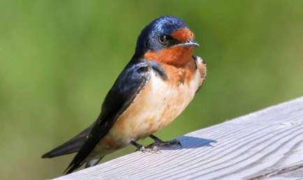 Cuvieri Melanerpes Cruentatus Colaptes Punctigula Celeus Elegans Piculus Flavigula Celeus Flavus Campephilus Melanoleucos Dryocopus Lineatus Nasica Longirostris Certhiaxis Mustelinus Fluvicola