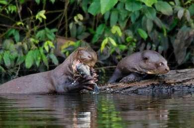 Monkey Giant River Otter Pink River Dolphin Gray Dolphin Amazonian Manatee Perezoso Murciélago Pescador Muerciélago Mono Ardilla Capuchino Cara Blanca Capuchino Cara