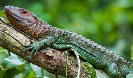 Ahaetulla Nigromarginatus Clelia Clelia Caiman Crocodiles Caiman Niger Podocnemis Unifilis