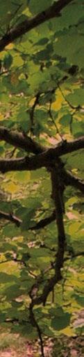 naturala