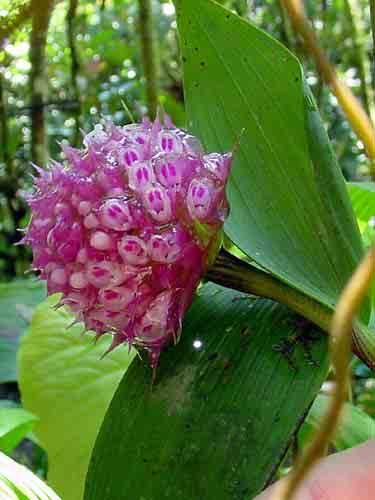 Cyrtochilum williamsianum 23