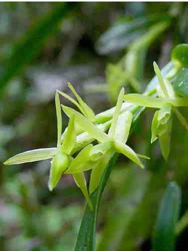 Epidendrum geminiflorum 49