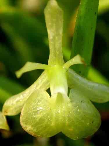 Epidendrum mancum 52