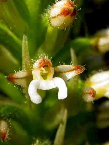 Epidendrum renilabium epi,