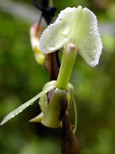 1 41 Epidendrum brachyglossum