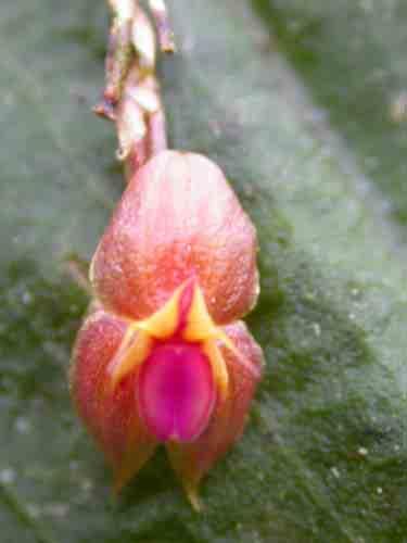 0-3000m 65 Habenaria sp.