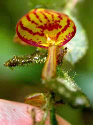 Lepanthes gargantua 69