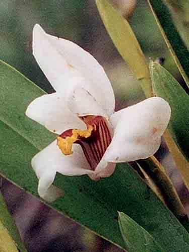 Masdevallia angulata epi,